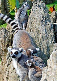 Lemuri al bioparco Zoom Torino