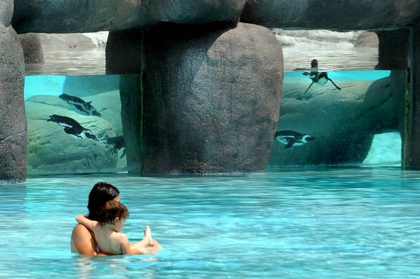 Bolder Beach, la spiaggia del bioparco Zoom Torino con i pinguini