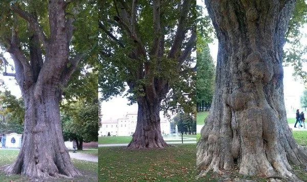 Il "Nonno di Torino", l'albero più antico della città