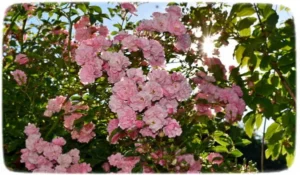Fiori, rose